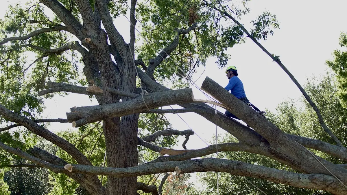 Professional Crown Thinning performed by certified arborists in Woodcliff Lake