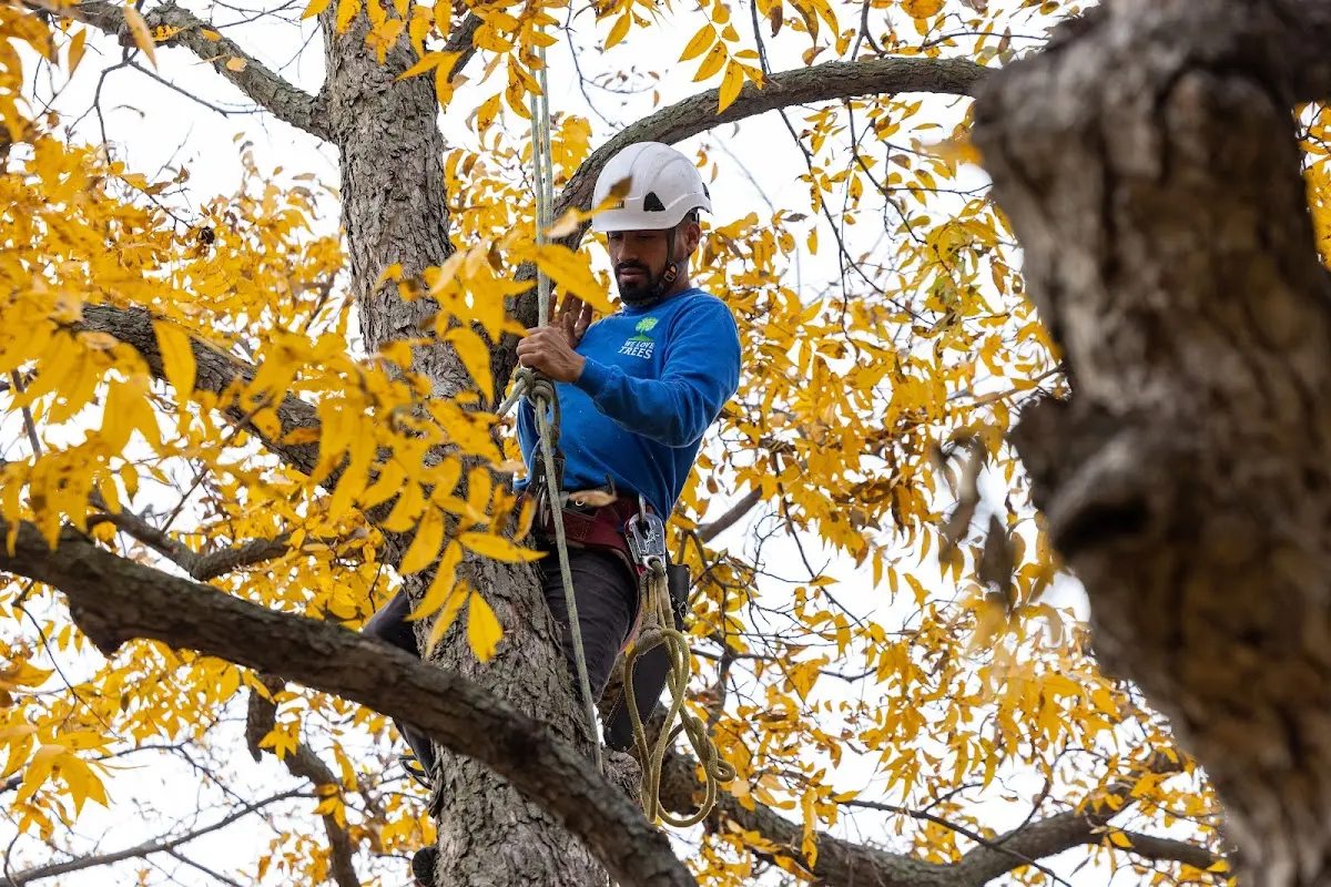 Skilled Tree Pruning crew working in Woodcliff Lake
